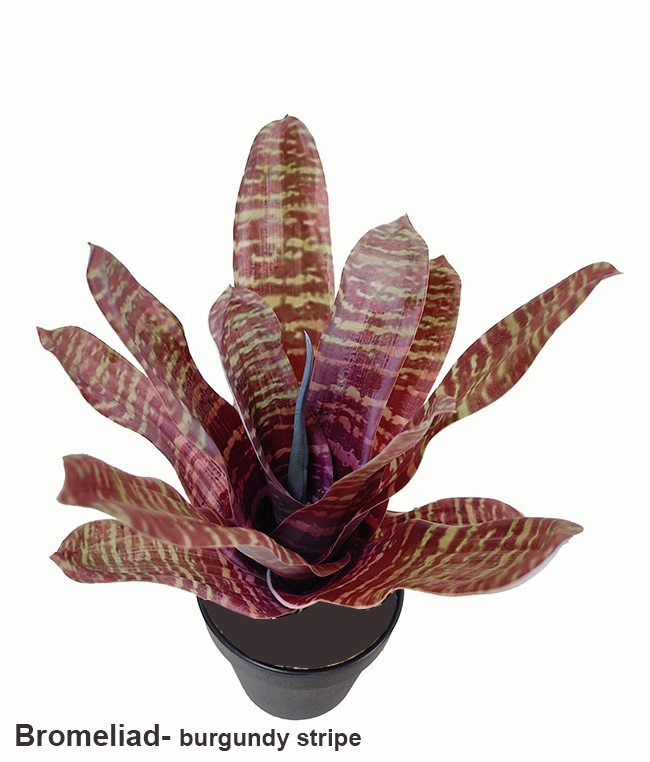 Bromeliad- burgundy stripe in plastic pot